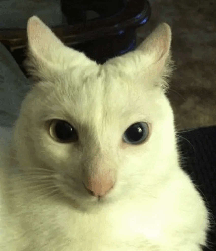white cat with very evil intent