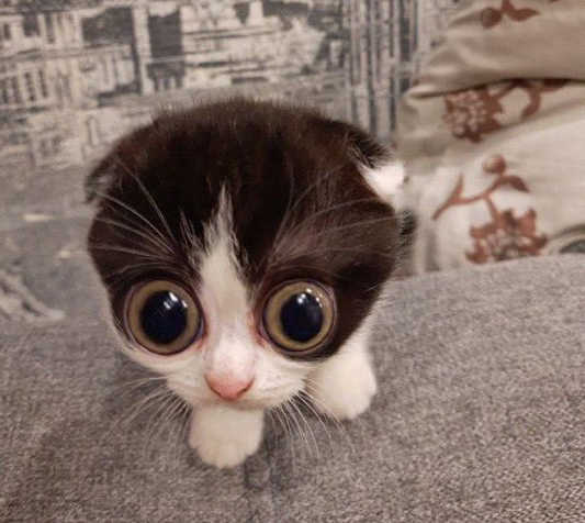 small kitty with very big eyes, oh they are so big