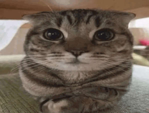 a gray tabby lying down with his paws crossed. how polite