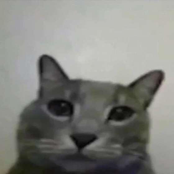gray cat staring at the camera with big ol eyes